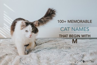 100+ noms de chats mémorables commençant par M 