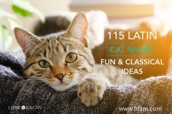 115 noms latins pour chats :idées amusantes et classiques 