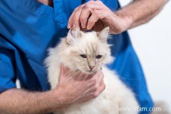 12 raisons de la perte de cheveux autour des oreilles d un chat 