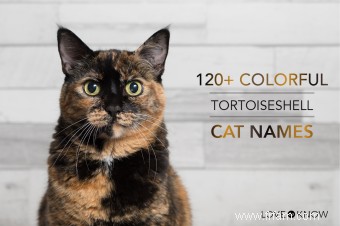 Plus de 120 noms de chats colorés en écaille de tortue 