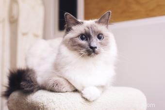 139 noms de chats Ragdoll aussi irrésistibles que la personnalité de votre animal 