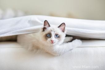 139 noms de chats Ragdoll aussi irrésistibles que la personnalité de votre animal 