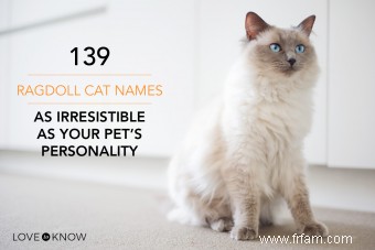 139 noms de chats Ragdoll aussi irrésistibles que la personnalité de votre animal 