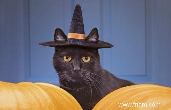 140 noms de chat d Halloween de doux à effrayant 