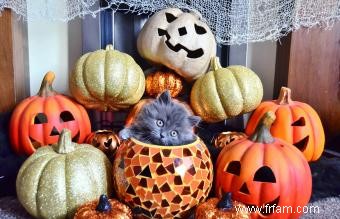 140 noms de chat d Halloween de doux à effrayant 