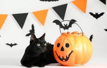 140 noms de chat d Halloween de doux à effrayant 