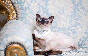 140 idées de noms de chat royal pour un animal de compagnie royal 