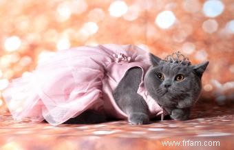 140 idées de noms de chat royal pour un animal de compagnie royal 