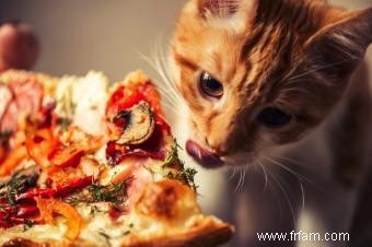 150 noms de chats italiens vibrants 