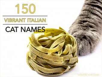 150 noms de chats italiens vibrants 