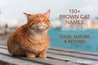 Plus de 150 noms de chats bruns inspirés par la nourriture, la nature et au-delà 