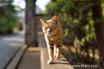 Plus de 150 noms de chats bruns inspirés par la nourriture, la nature et au-delà 