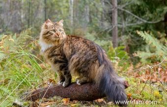 Plus de 150 noms épiques de chats mâles 