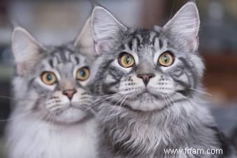 157 noms créatifs Maine Coon pour chats distinctifs 