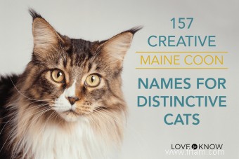 157 noms créatifs Maine Coon pour chats distinctifs 