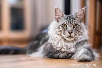 157 noms créatifs Maine Coon pour chats distinctifs 