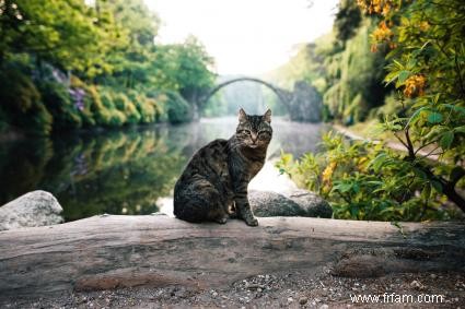 Plus de 160 noms de chats tirés de films pour chaque personnalité d animal de compagnie 