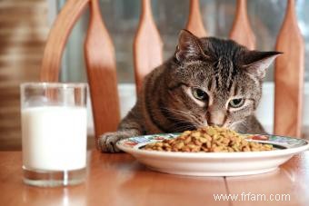 163 noms d aliments pour chats qui sont amusants et de bon goût 