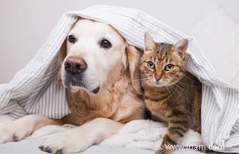 17 raisons pour lesquelles les gens pensent que les chats sont meilleurs que les chiens 