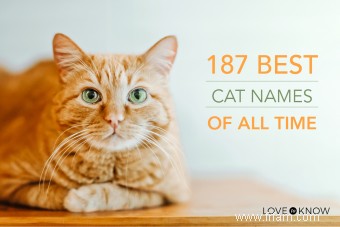 187 meilleurs noms de chat de tous les temps 