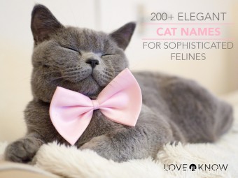 Plus de 200 noms de chat élégants pour les félins sophistiqués 