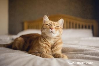 22 signes que votre chat est heureux 