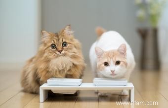 225 noms de chats japonais populaires avec des significations 