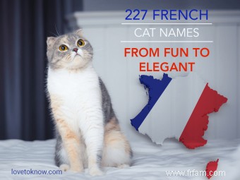 227 noms de chats français, de l amusant à l élégant 