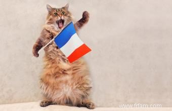 227 noms de chats français, de l amusant à l élégant 