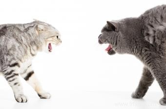 5 raisons courantes pour les combats de chats 