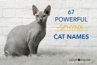 67 noms de chat Sphynx puissants 