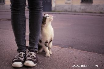 80+ noms de chats russes avec force et beauté 