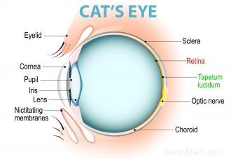 Les chats peuvent-ils voir la couleur ? Un aperçu de la vision féline 