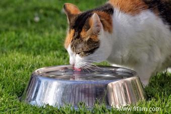 Conseils d hydratation pour chat pour garder votre chat en bonne santé et hydraté 