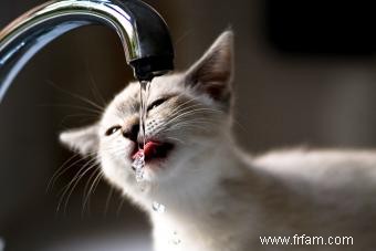 Conseils d hydratation pour chat pour garder votre chat en bonne santé et hydraté 