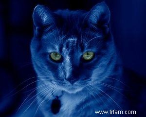 Chats qui brillent dans le noir 