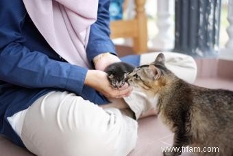 Est-ce qu une maman chat manque ses chatons? 