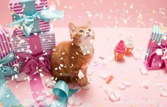 Idées amusantes pour célébrer l anniversaire de votre chat 