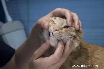 Quel âge a mon chat ? Facteurs qui aident à déterminer l âge 