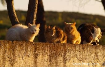 Comment se débarrasser humainement des chats sauvages 