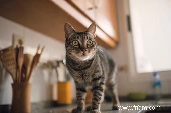 Comment éloigner les chats de vos comptoirs de cuisine 