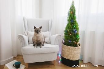 Comment éloigner les chats du sapin de Noël :9 astuces faciles 