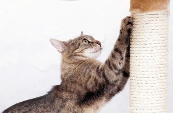 Comment faire des répulsifs pour chats maison 