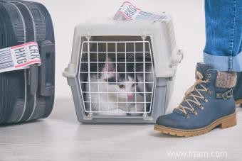 Comment voyager avec un chat :un guide sans stress 