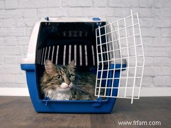 Comment voyager avec un chat :un guide sans stress 