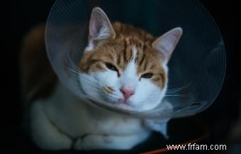 Conseils importants pour traiter les blessures des chats 