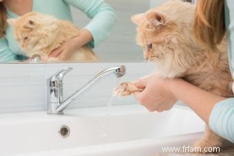 Conseils importants pour traiter les blessures des chats 