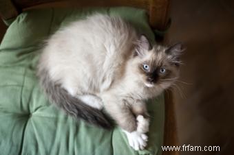 Associations inspirantes de sauvetage de chats Ragdoll 