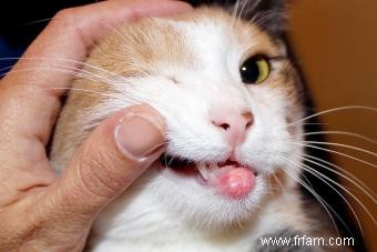 Votre chat perd ses poils ? 13 causes possibles 