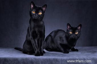 Mythes et faits sur les chats noirs 